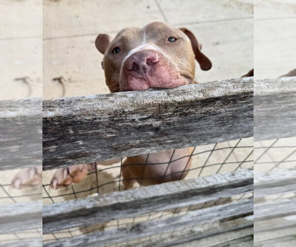 Medium Photo #4 American Pit Bull Terrier-Unknown Mix Puppy For Sale in Germantown, OH, USA