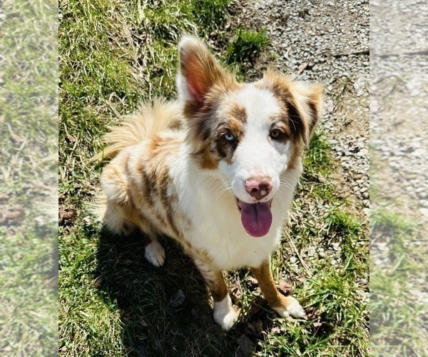 Medium Photo #1 Australian Shepherd Puppy For Sale in HYDEN, KY, USA