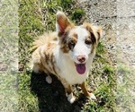 Small Photo #1 Australian Shepherd Puppy For Sale in HYDEN, KY, USA