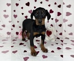 Small #4 Doberman Pinscher