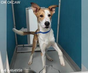 Mutt Dogs for adoption in Oklahoma City, OK, USA