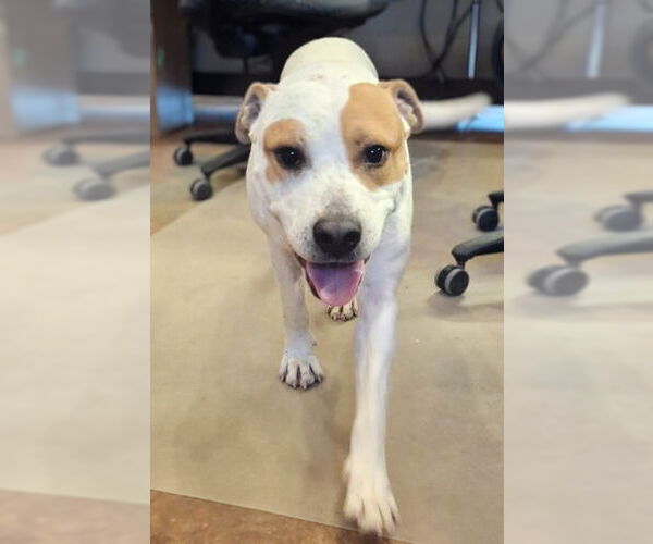 Medium Photo #4 Staffordshire Bull Terrier-Unknown Mix Puppy For Sale in Mountain View, AR, USA