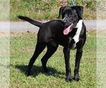 Gunner 44426 - Male Labrador Retriever-Unknown Mix Dog for Adoption - Small photo