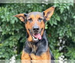 Small Doberman Pinscher-German Shepherd Dog Mix