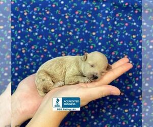 Maltese Puppy for sale in WINNSBORO, LA, USA