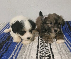 Mal-Shi Puppy for sale in NOVI, MI, USA