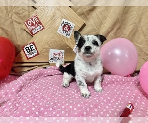 Cowboy Corgi Puppy for sale in GALESBURG, KS, USA