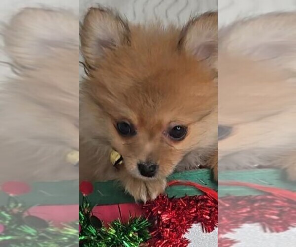 Medium Photo #2 Pomeranian Puppy For Sale in JASONVILLE, IN, USA