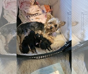 Mother of the Yorkshire Terrier puppies born on 06/12/2026