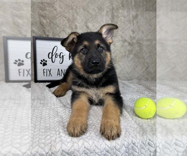 Medium Photo #5 German Shepherd Dog Puppy For Sale in INDIANAPOLIS, IN, USA