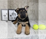 Small #4 German Shepherd Dog