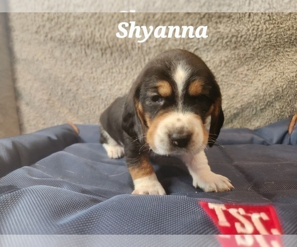Medium Photo #28 Basset Hound Puppy For Sale in BYHALIA, MS, USA
