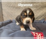 Small Photo #28 Basset Hound Puppy For Sale in BYHALIA, MS, USA