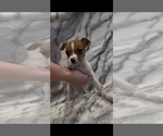 Small #4 Jack Russell Terrier