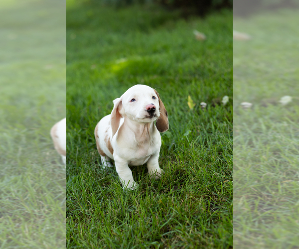 Medium Photo #19 Dachshund Puppy For Sale in BREMEN, IN, USA