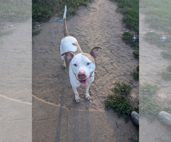 Medium Photo #1 American Pit Bull Terrier-Unknown Mix Puppy For Sale in Columbus, IN, USA