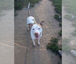 Small American Pit Bull Terrier Mix