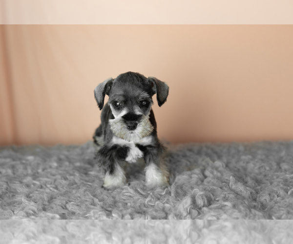 Medium Photo #3 Schnauzer (Miniature) Puppy For Sale in MILLERSBURG, IN, USA