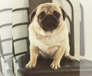Pug Puppy for sale in GRANTS PASS, OR, USA