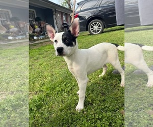 Mutt Dogs for adoption in Calhoun, GA, USA