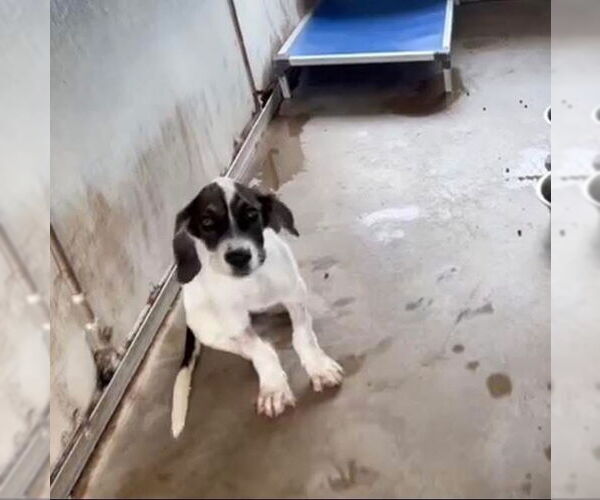 Medium Photo #3 Great Dane-Unknown Mix Puppy For Sale in Bullard, TX, USA