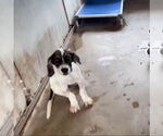 Small #2 Great Dane Mix