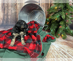Small Photo #8 Aussiedoodle Miniature  Puppy For Sale in COMMERCE, MI, USA