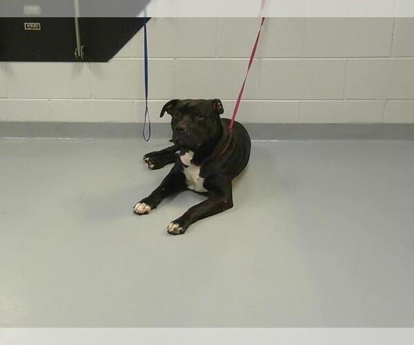 Medium Photo #1 American Pit Bull Terrier-Unknown Mix Puppy For Sale in St. Cloud, FL, USA