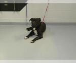 Small American Pit Bull Terrier Mix