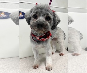 Havanese Dogs for adoption in Sioux Falls, SD, USA
