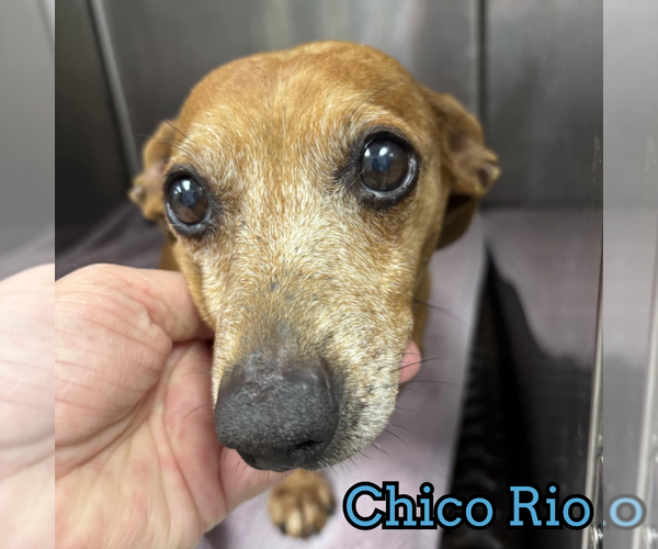 Medium Photo #17 Dachshund Puppy For Sale in San Antonio, TX, USA