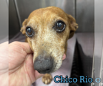 Small #16 Dachshund