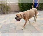 Small #13 Bullmastiff
