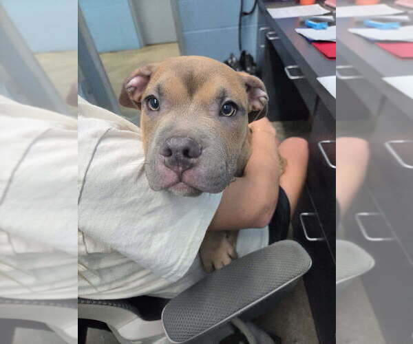 Medium Photo #1 American Pit Bull Terrier Puppy For Sale in Evansville, IN, USA