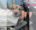 Small American Pit Bull Terrier