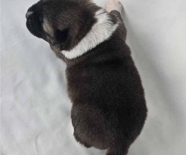 Medium Photo #5 Akita Puppy For Sale in STRAFFORD, MO, USA