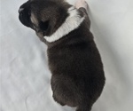 Small #4 Akita
