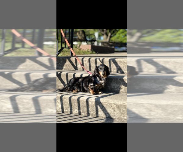 Medium Photo #1 Dachshund Puppy For Sale in NILES, MI, USA