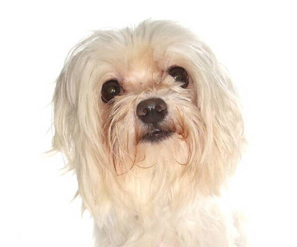 Medium Photo #1 Maltese Puppy For Sale in Oakland Park, FL, USA