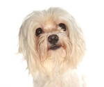 Small Maltese