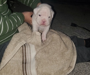 Boxer Puppy for sale in LOWELL, MA, USA