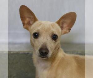 Chihuahua Dogs for adoption in San Antonio, TX, USA