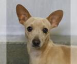 Small Chihuahua