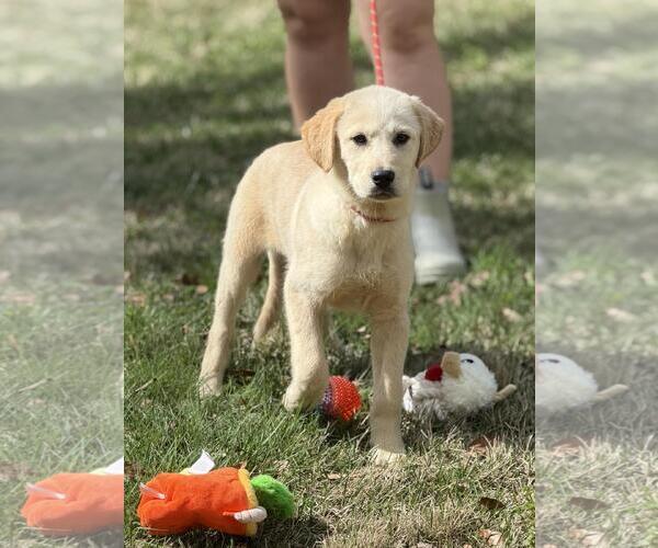 Medium Photo #4 Great Pyrenees-Unknown Mix Puppy For Sale in Yardley, PA, USA