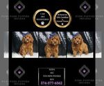 Puppy Koda AKC Poodle (Toy)