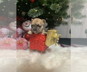 French Bulldog Puppy for sale in JACKSONVILLE, FL, USA