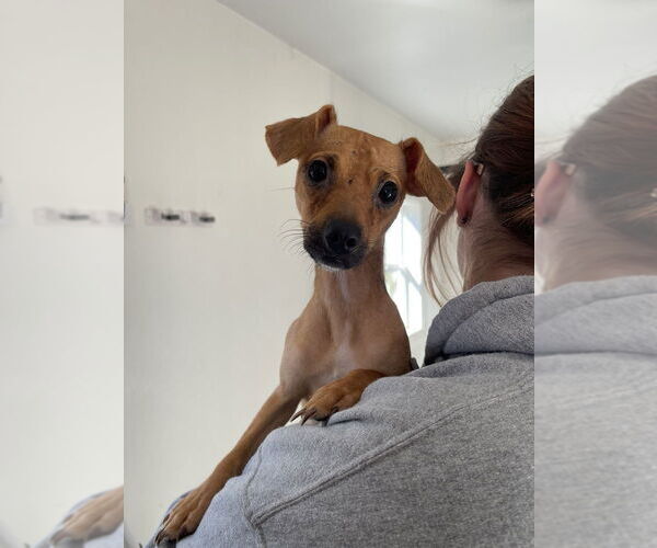 Medium Photo #1 Chihuahua-Unknown Mix Puppy For Sale in Bolivar, MO, USA