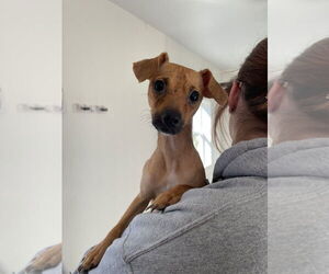 Chihuahua-Unknown Mix Dogs for adoption in Bolivar, MO, USA