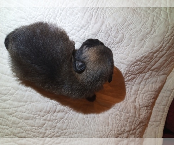 Medium Photo #3 Pomeranian Puppy For Sale in DECATUR, TX, USA
