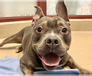 Medium American Staffordshire Terrier